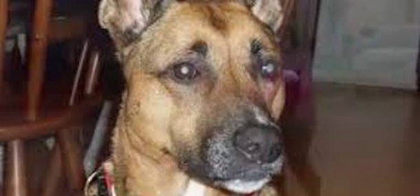 DOG STARES AT FAMILY BEFORE BED-THEN ARE TOLD HEART-WRENCHING REASON WHY - picture 2