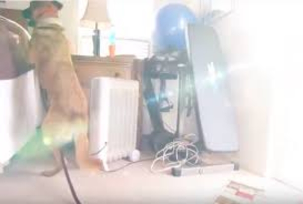 DOG STARES AT FAMILY BEFORE BED-THEN ARE TOLD HEART-WRENCHING REASON WHY - picture 4
