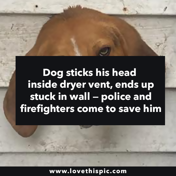 Dog sticks his head inside dryer vent, ends up stuck in wall — police and firefighters come to save him