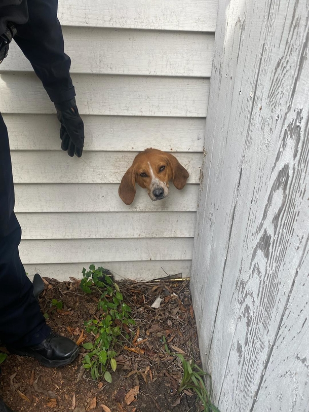 Dog sticks his head inside dryer vent, ends up stuck in wall — police and firefighters come to save him - picture 2
