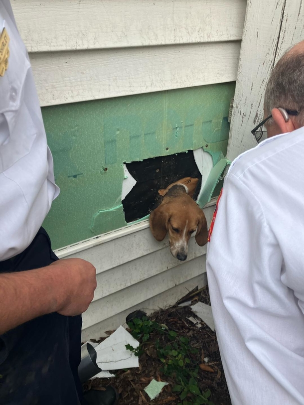 Dog sticks his head inside dryer vent, ends up stuck in wall — police and firefighters come to save him - picture 3