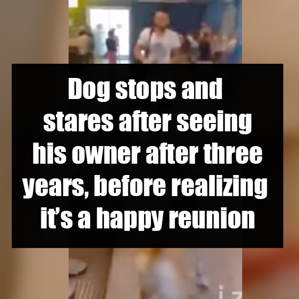 Dog stops and stares after seeing his owner after three years, before realizing it’s a happy reunion