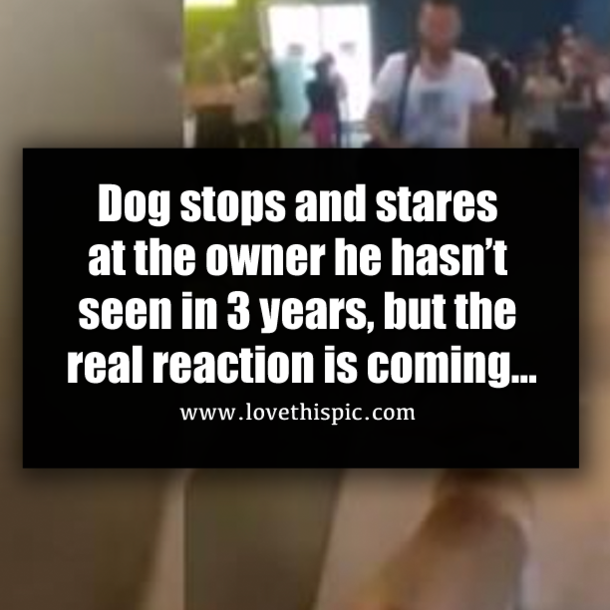 Dog stops and stares at the owner he hasn’t seen in 3 years, but the real reaction is coming…