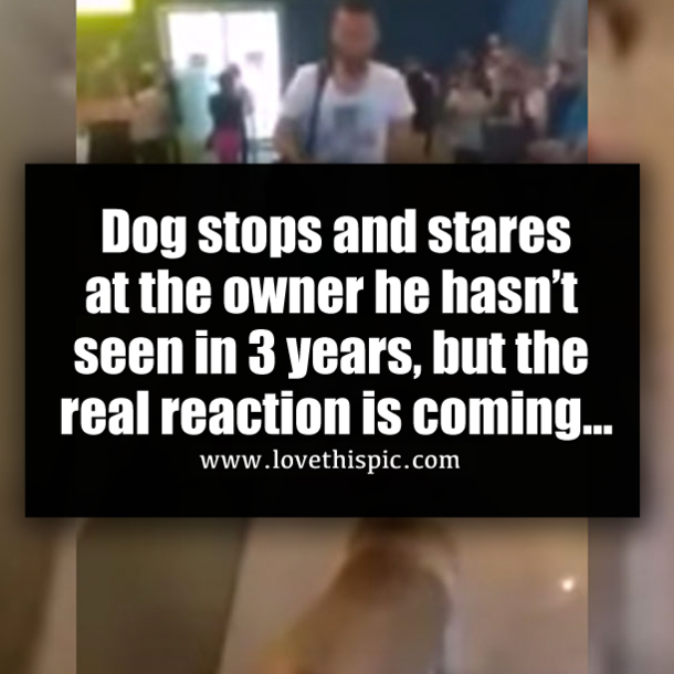 Dog stops and stares at the owner he hasn’t seen in 3 years, but the real reaction is coming…