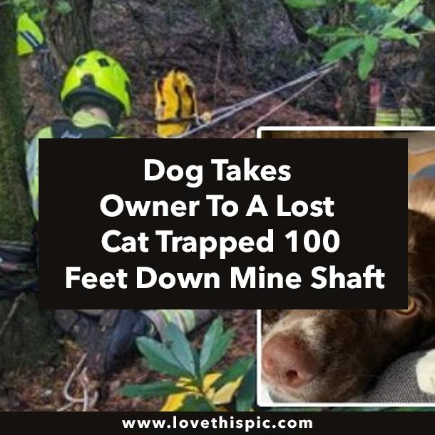 Dog Takes Owner To A Lost Cat Trapped 100 Feet Down Mine Shaft