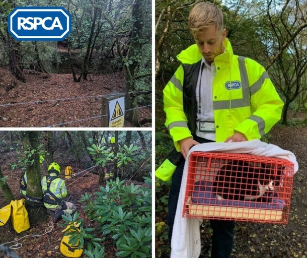 Dog Takes Owner To A Lost Cat Trapped 100 Feet Down Mine Shaft - picture 2