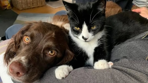 Dog Takes Owner To A Lost Cat Trapped 100 Feet Down Mine Shaft - picture 3