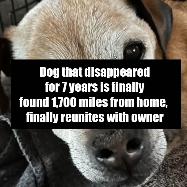 Dog that disappeared for 7 years is finally found 1,700 miles from home, finally reunites with owner