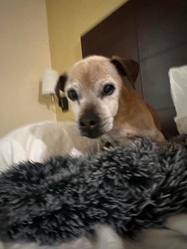Dog that disappeared for 7 years is finally found 1,700 miles from home, finally reunites with owner - picture 2