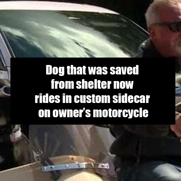 Dog that was saved from shelter now rides in custom sidecar on owner’s motorcycle