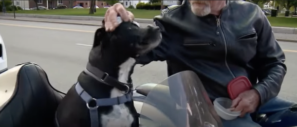 Dog that was saved from shelter now rides in custom sidecar on owner’s motorcycle - picture 3