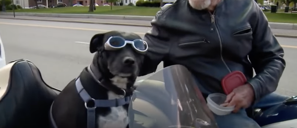 Dog that was saved from shelter now rides in custom sidecar on owner’s motorcycle - picture 4