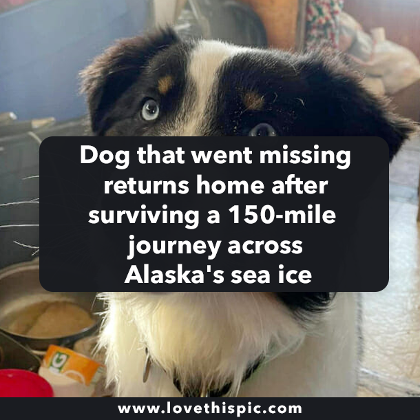 Dog that went missing returns home after surviving a 150-mile journey across Alaska's sea ice