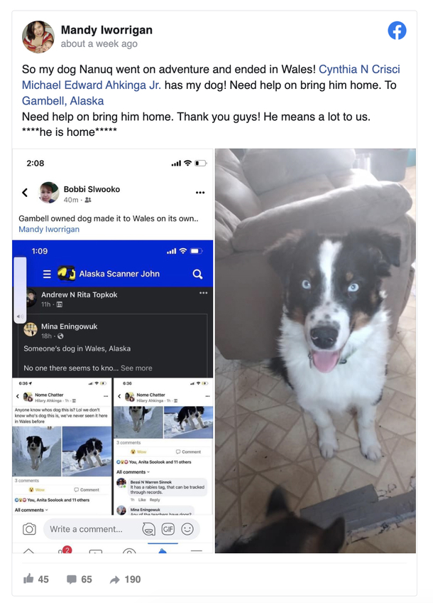 Dog that went missing returns home after surviving a 150-mile journey across Alaska's sea ice - picture 2
