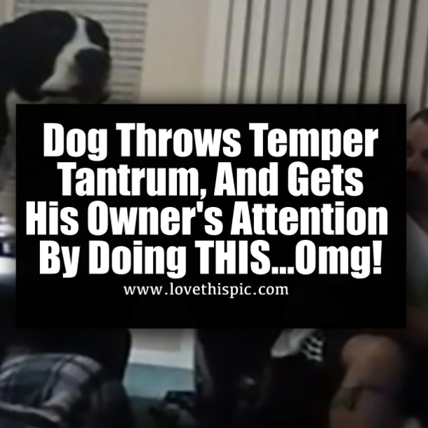 Dog Throws Temper Tantrum, And Gets His Owner's Attention By Doing THIS…Omg!