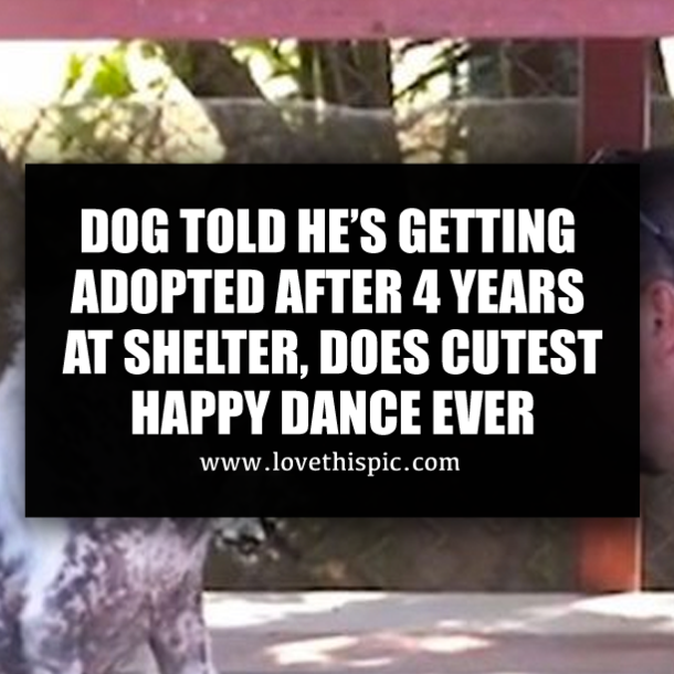 DOG TOLD HE’S GETTING ADOPTED AFTER 4 YEARS AT SHELTER, DOES CUTEST HAPPY DANCE EVER
