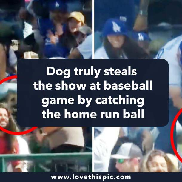 Dog truly steals the show at baseball game by catching the home run ball