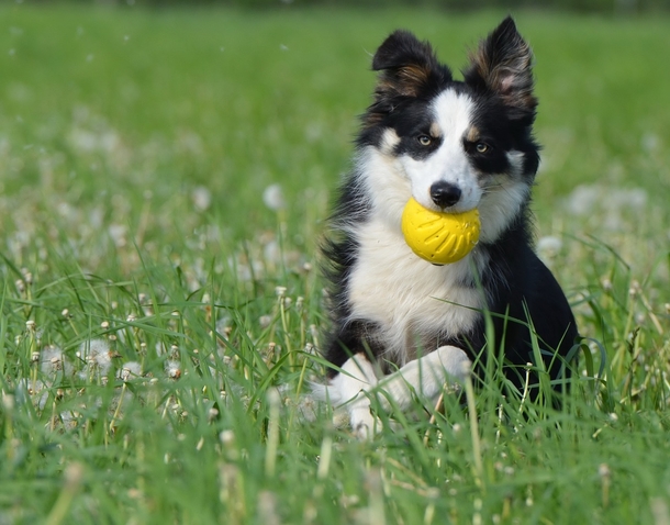 Dog truly steals the show at baseball game by catching the home run ball - picture 2