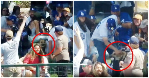 Dog truly steals the show at baseball game by catching the home run ball - picture 3