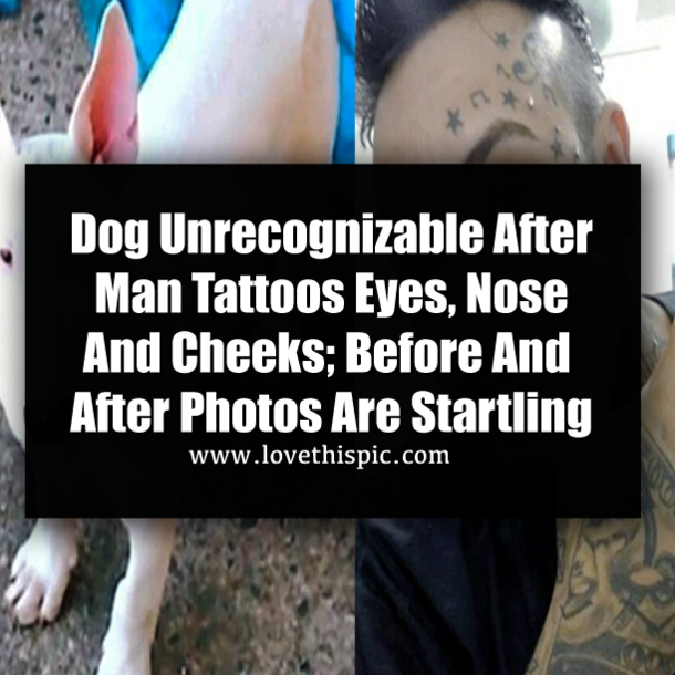 Dog Unrecognizable After Man Tattoos Eyes, Nose And Cheeks; Before And After Photos Are Startling