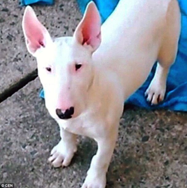 Dog Unrecognizable After Man Tattoos Eyes, Nose And Cheeks; Before And After Photos Are Startling - picture 3