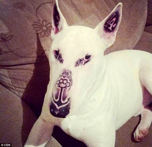 Dog Unrecognizable After Man Tattoos Eyes, Nose And Cheeks; Before And After Photos Are Startling - picture 4