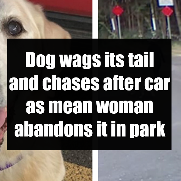Dog wags its tail and chases after car as mean woman abandons it in park