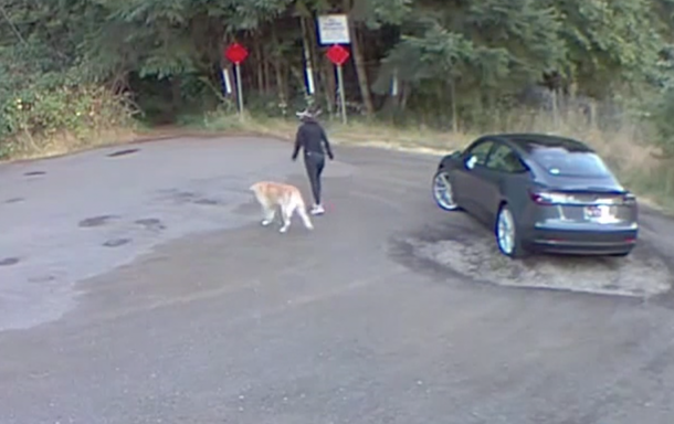 Dog wags its tail and chases after car as mean woman abandons it in park - picture 2