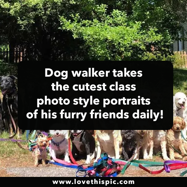 Dog walker takes the cutest class photo style portraits of his furry friends daily!