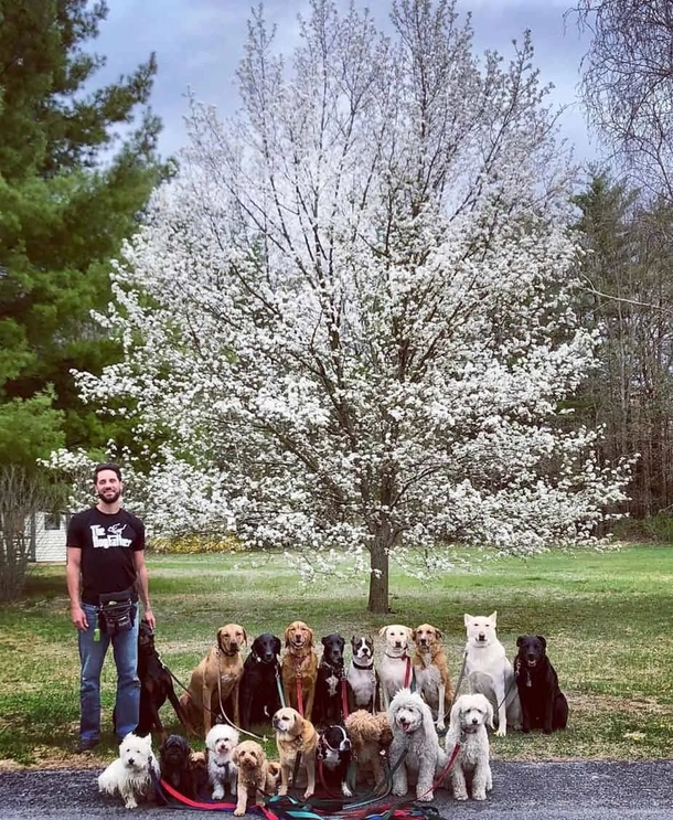 Dog walker takes the cutest class photo style portraits of his furry friends daily! - picture 2