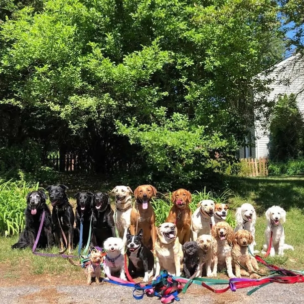 Dog walker takes the cutest class photo style portraits of his furry friends daily! - picture 3