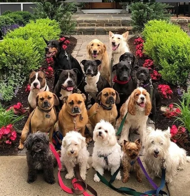 Dog walker takes the cutest class photo style portraits of his furry friends daily! - picture 4