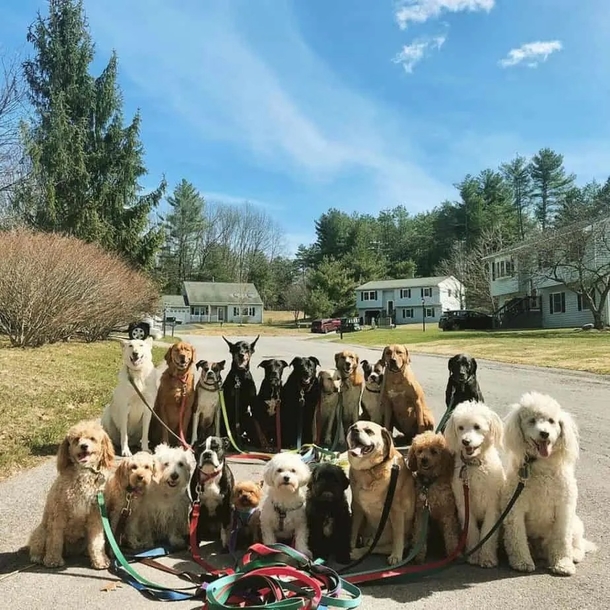 Dog walker takes the cutest class photo style portraits of his furry friends daily! - picture 5