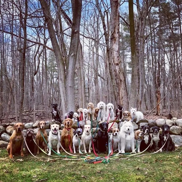 Dog walker takes the cutest class photo style portraits of his furry friends daily! - picture 6