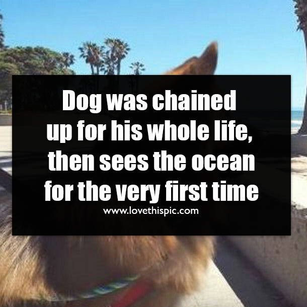 Dog was chained up for his whole life, then sees the ocean for the very first time