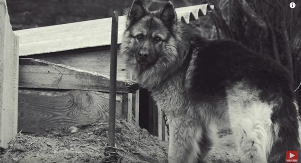 Dog was chained up for his whole life, then sees the ocean for the very first time - picture 2