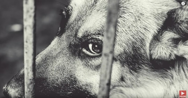 Dog was chained up for his whole life, then sees the ocean for the very first time - picture 3