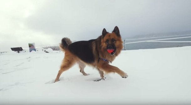Dog was chained up for his whole life, then sees the ocean for the very first time - picture 4