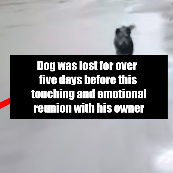 Dog was lost for over five days before this touching and emotional reunion with his owner