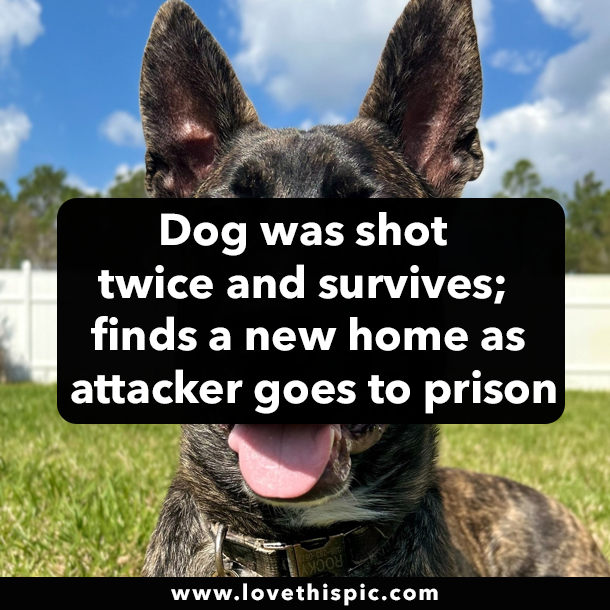 Dog was shot twice and survives; finds a new home as attacker goes to prison