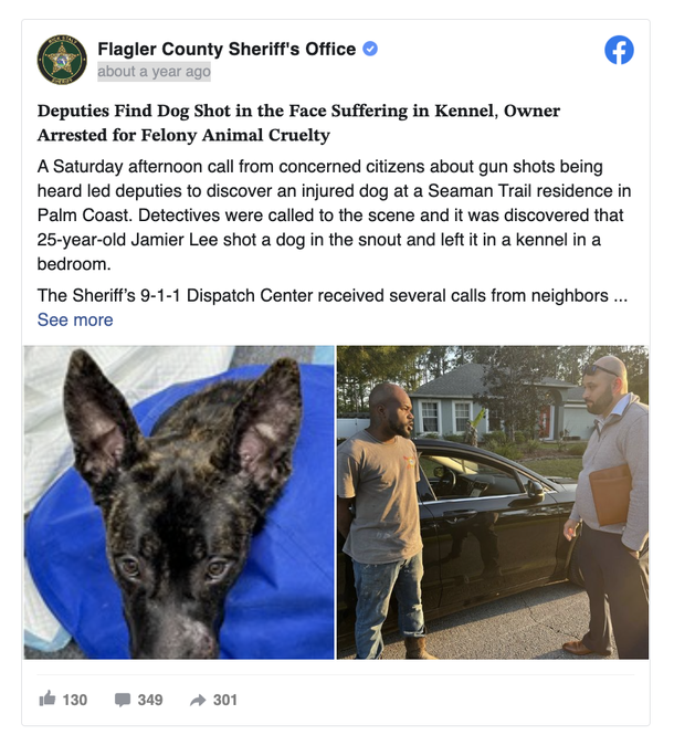 Dog was shot twice and survives; finds a new home as attacker goes to prison - picture 3