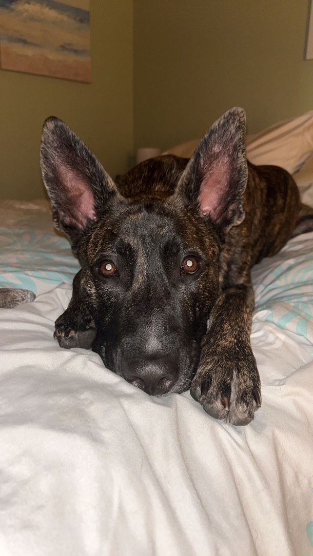 Dog was shot twice and survives; finds a new home as attacker goes to prison - picture 4
