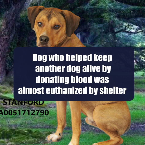 Dog who helped keep another dog alive by donating blood was almost euthanized by shelter