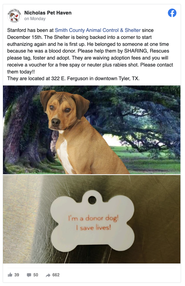 Dog who helped keep another dog alive by donating blood was almost euthanized by shelter - picture 2