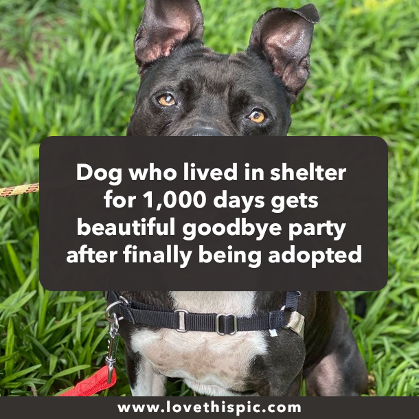 Dog who lived in shelter for 1,000 days gets beautiful goodbye party after finally being adopted
