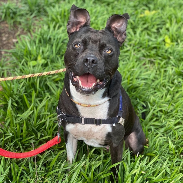 Dog who lived in shelter for 1,000 days gets beautiful goodbye party after finally being adopted - picture 2
