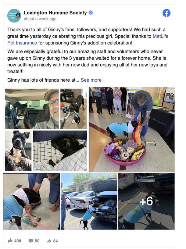 Dog who lived in shelter for 1,000 days gets beautiful goodbye party after finally being adopted - picture 3