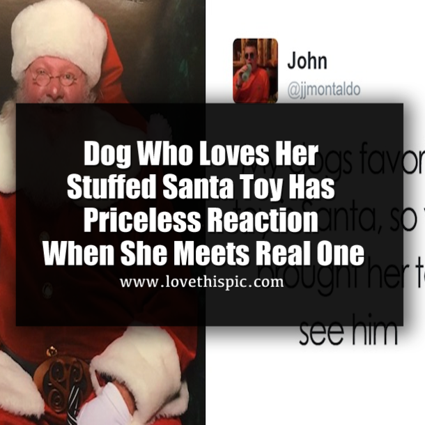 Dog Who Loves Her Stuffed Santa Toy Has Priceless Reaction When She Meets Real One