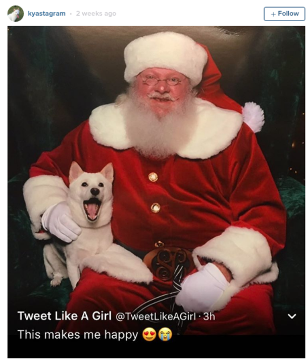 Dog Who Loves Her Stuffed Santa Toy Has Priceless Reaction When She Meets Real One - picture 2