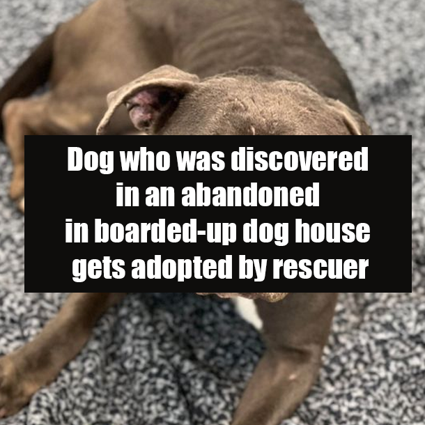 Dog who was discovered in an abandoned in boarded-up dog house gets adopted by rescuer